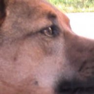 Dogcraft_01