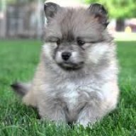 DoogieDaughter
